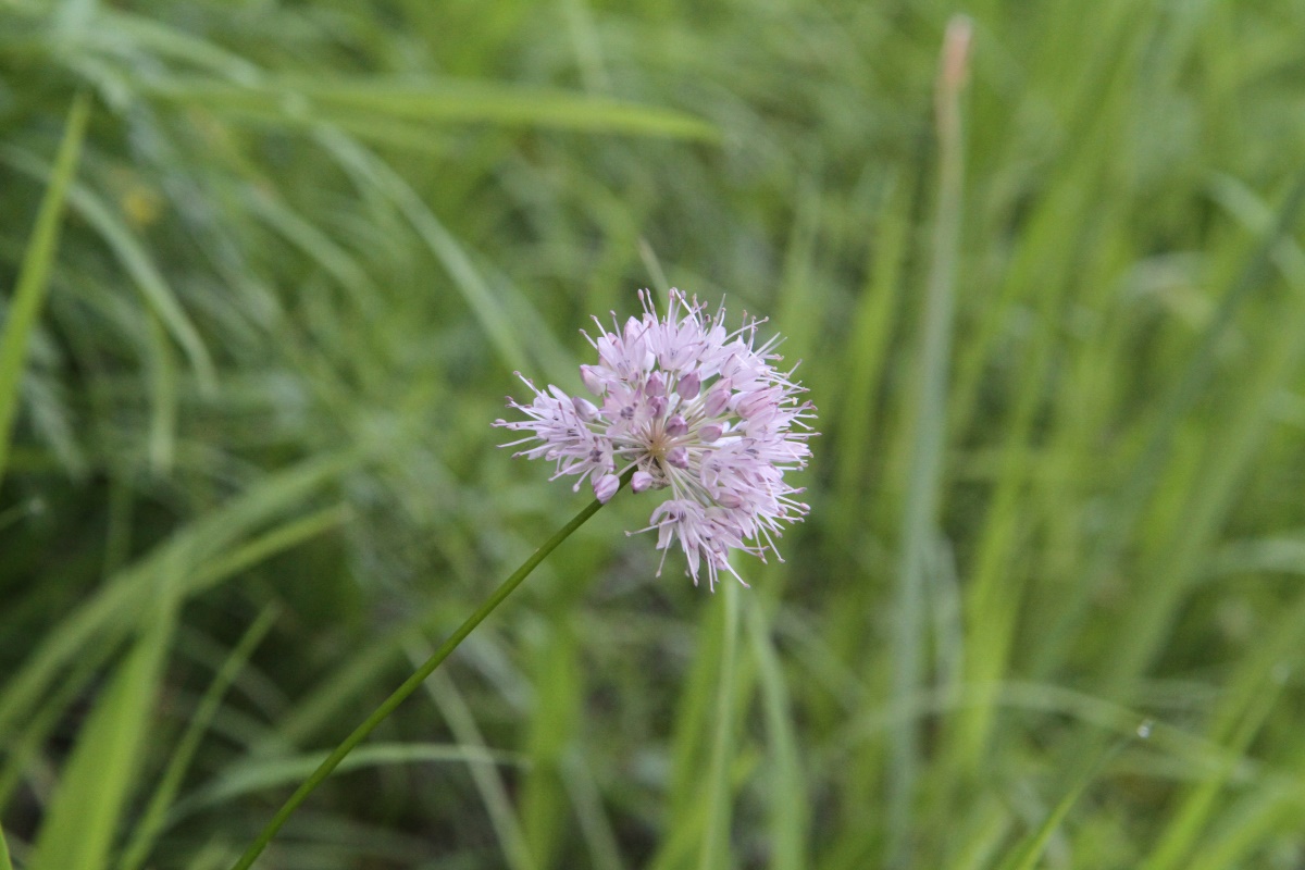Image of genus Allium specimen.