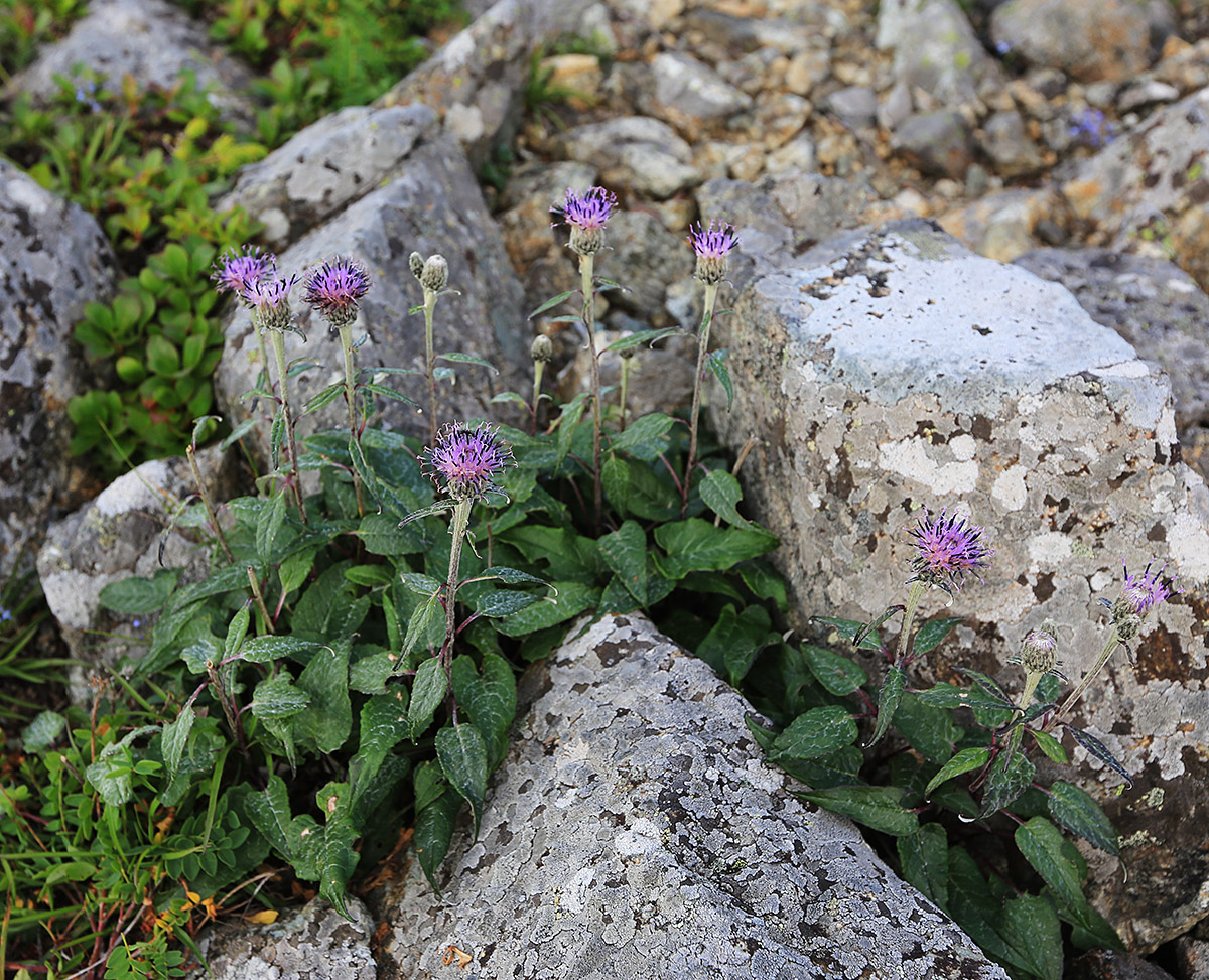 Изображение особи Saussurea porcellanea.