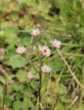 Erigeron acris. Верхушка цветущего растения. Республика Алтай, Онгудайский р-н, Семинский перевал, ≈ 1700 м н. у. м., луг перед опушкой кедрового леса. 27.07.2020.