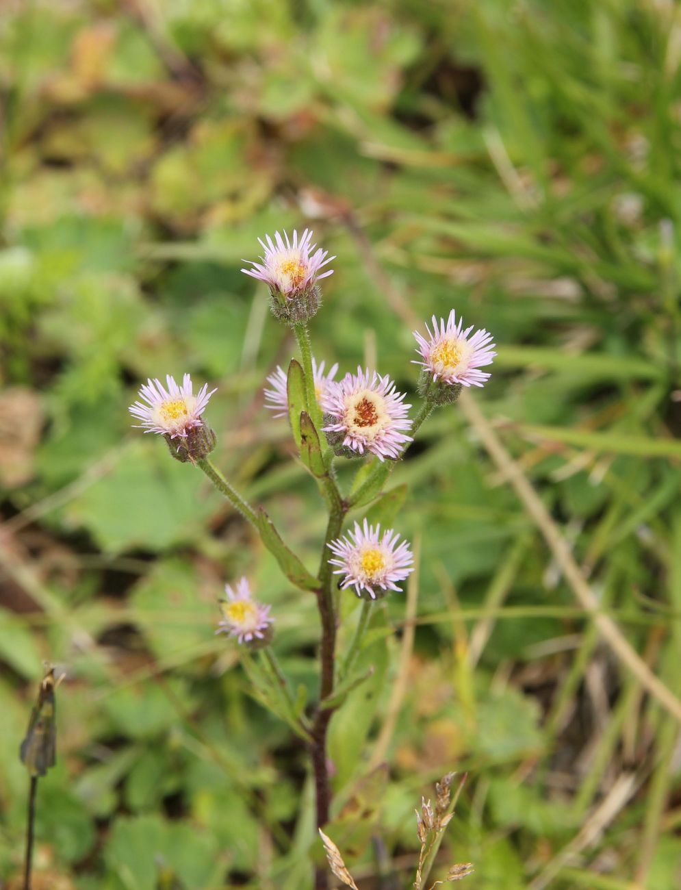 Изображение особи Erigeron acris.