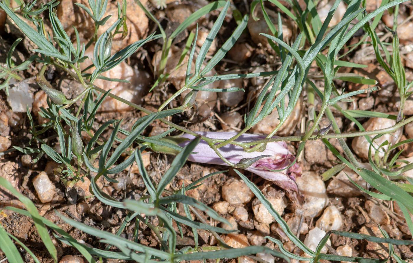 Image of Ipomoea bolusiana specimen.