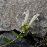 Scutellaria oreades