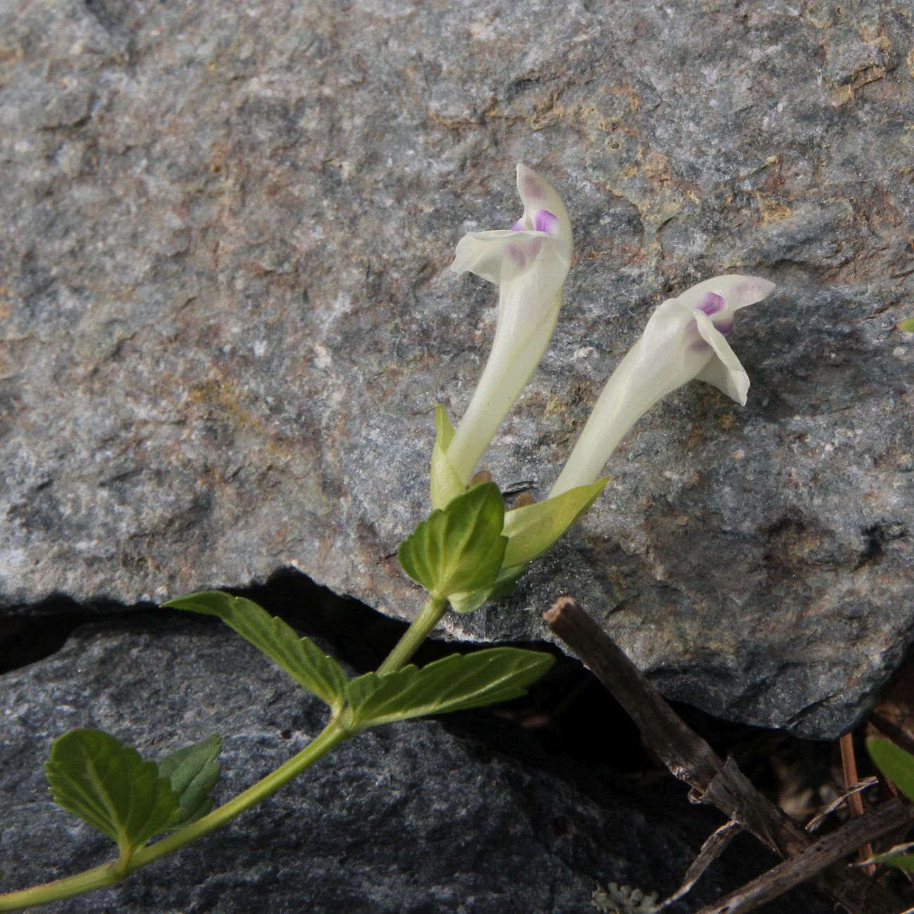 Image of Scutellaria oreades specimen.
