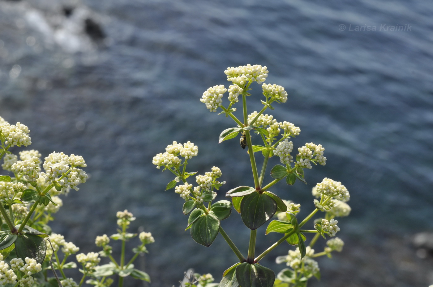 Изображение особи Galium platygalium.