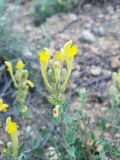 Scutellaria comosa