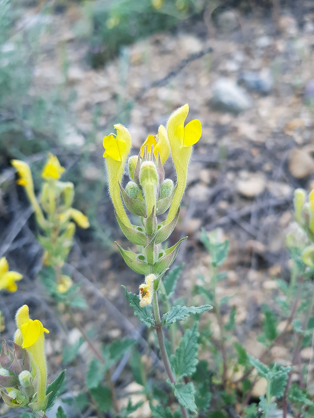 Изображение особи Scutellaria comosa.