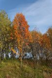 Sorbus aucuparia ssp. glabrata