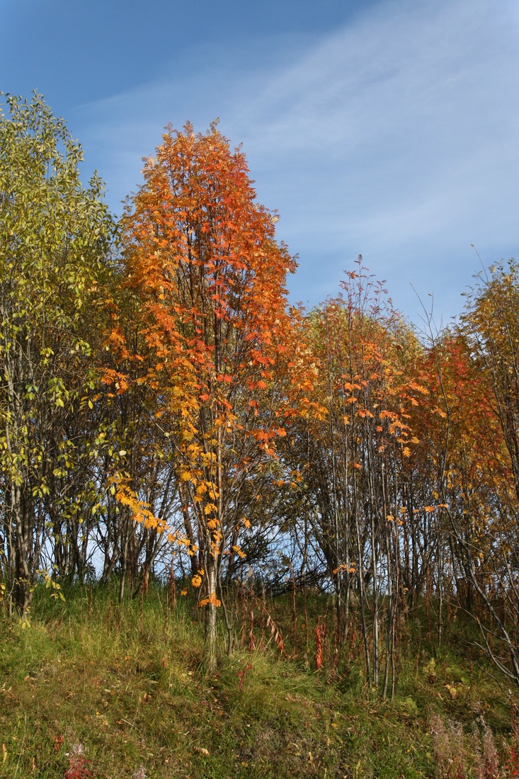 Изображение особи Sorbus aucuparia ssp. glabrata.