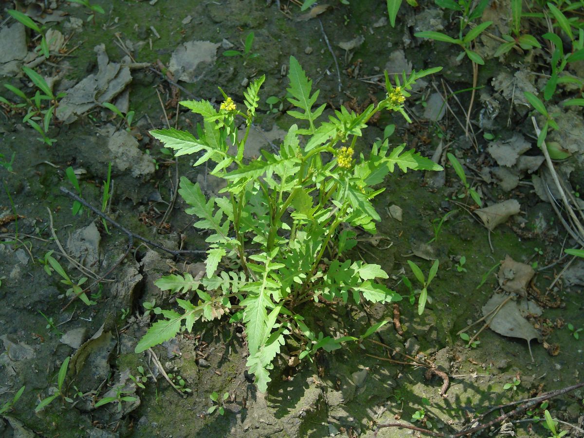 Image of Rorippa palustris specimen.