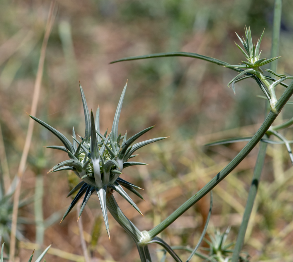 Изображение особи Exoacantha heterophylla.