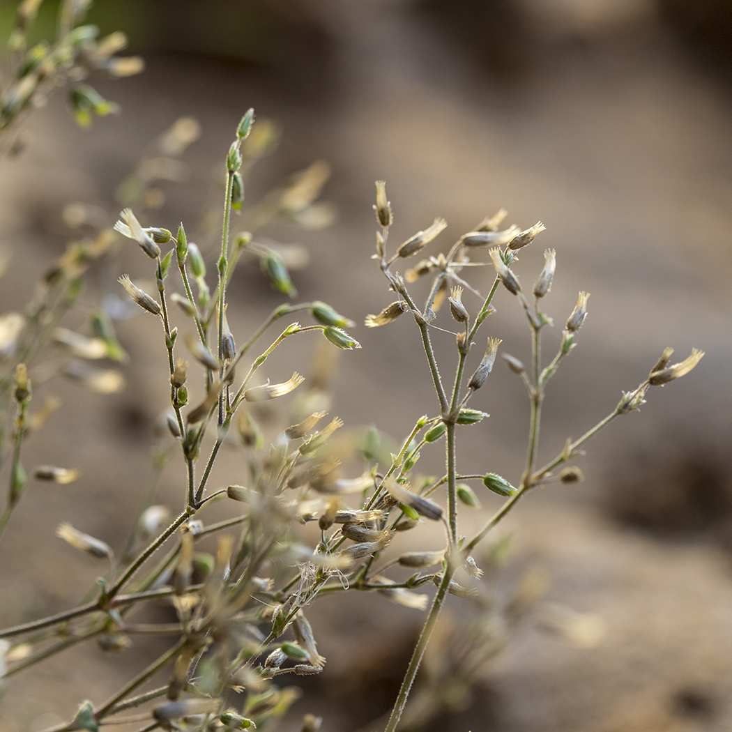 Image of Cerastium semidecandrum specimen.