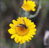 Anthemis tinctoria. Соцветие с кормящейся мухой. Саратовская обл., Хвалынский р-н, окр. г. Хвалынск, Хвалынский горнолыжный курорт, луг на склоне горы. 18.06.2019.