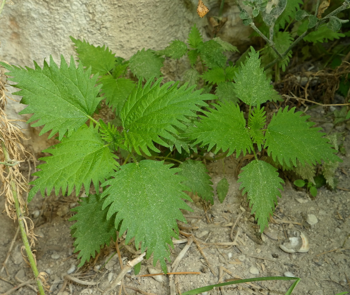 Image of Urtica pilulifera specimen.