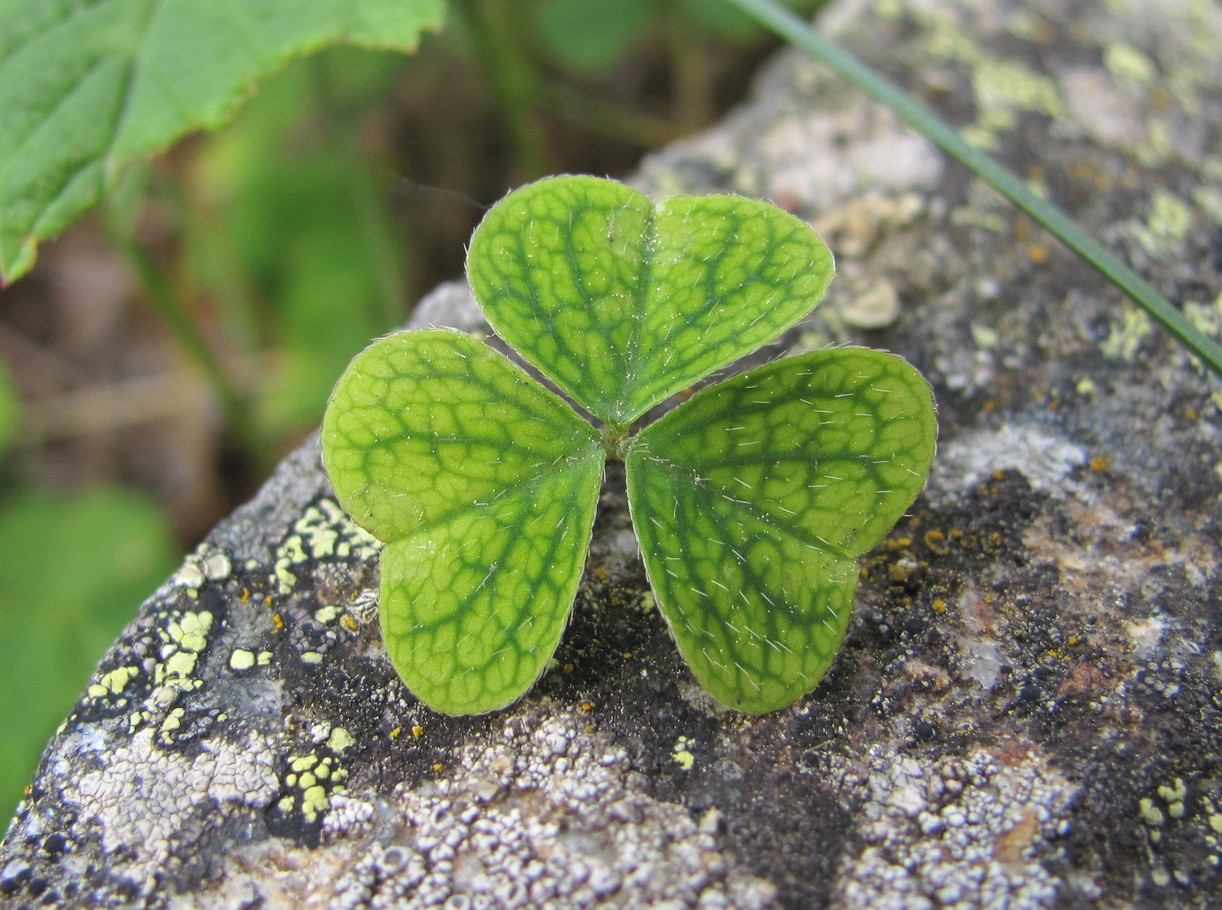 Изображение особи Oxalis acetosella.