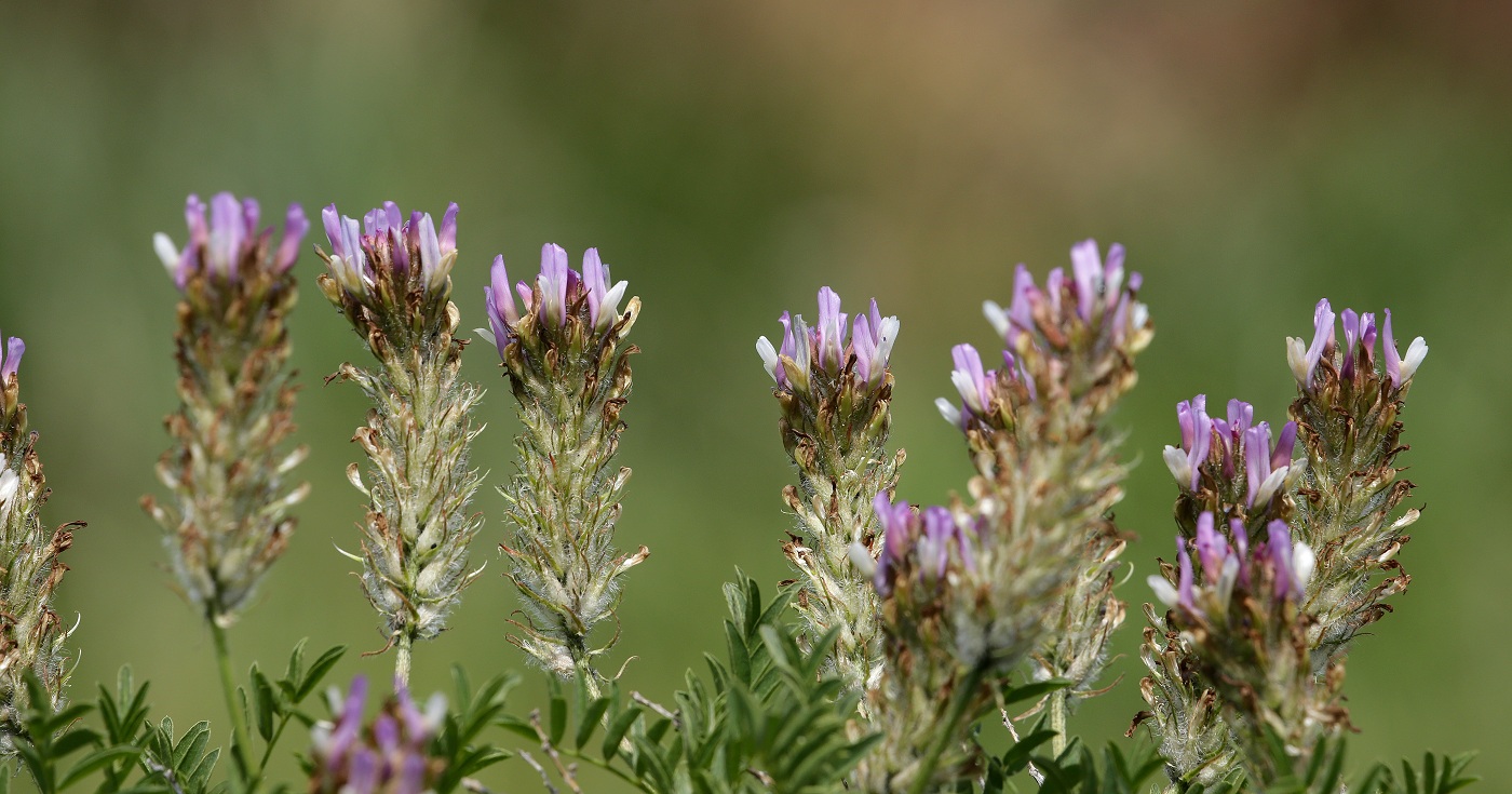 Изображение особи Astragalus ugamicus.