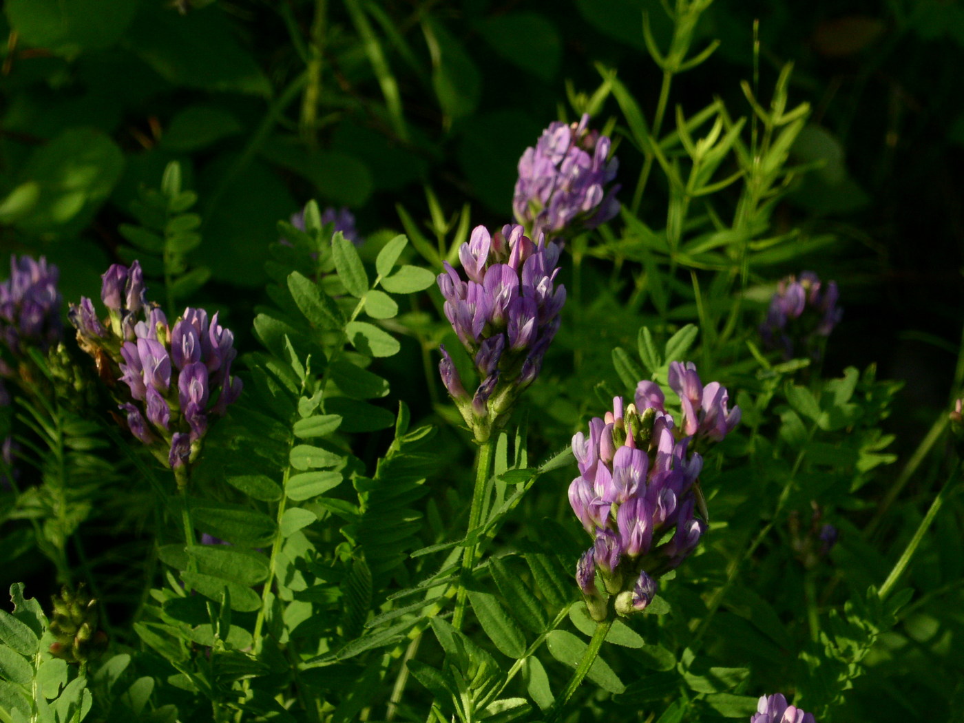 Изображение особи Astragalus danicus.