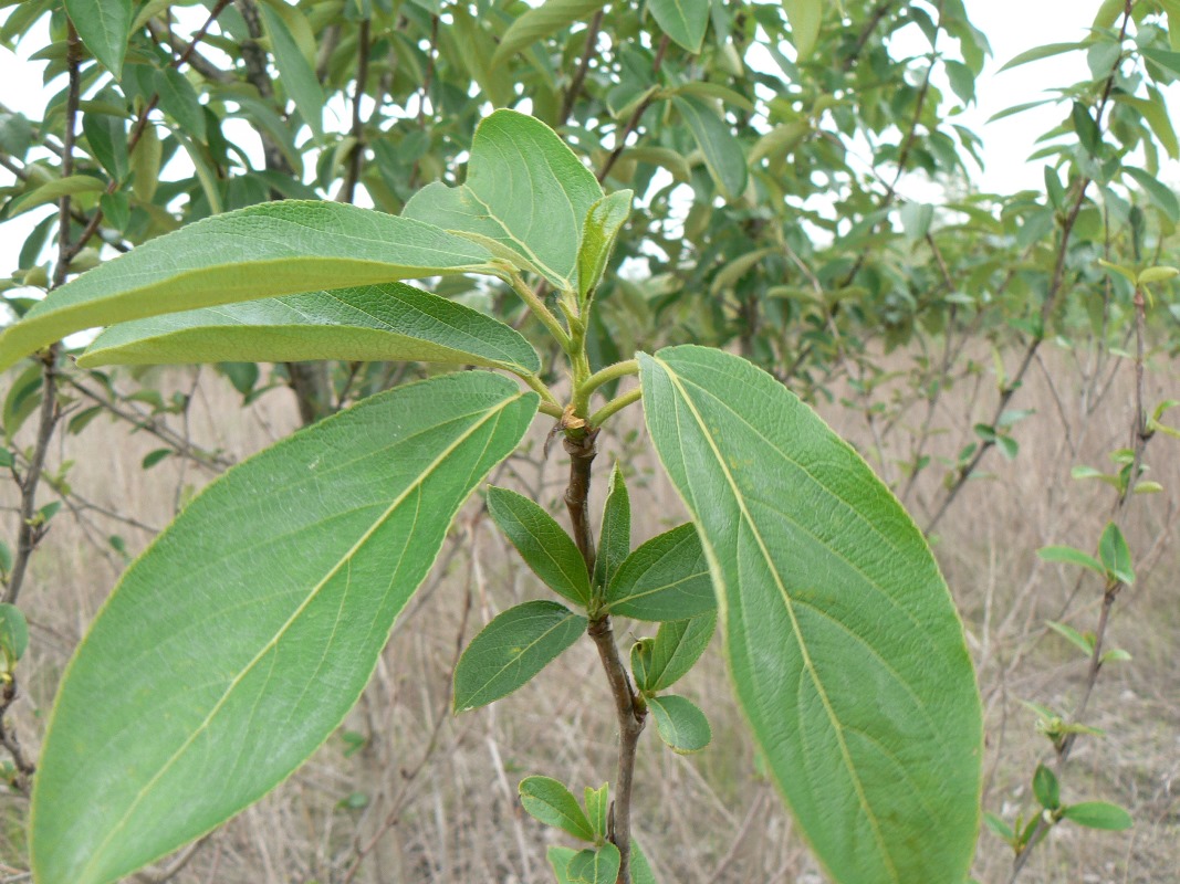 Image of Populus maximowiczii specimen.