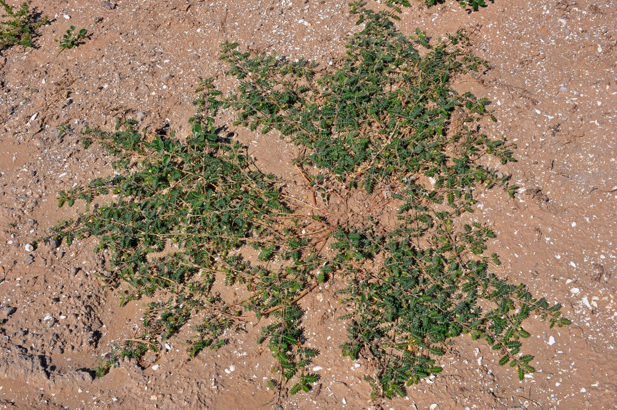 Изображение особи Tribulus terrestris.