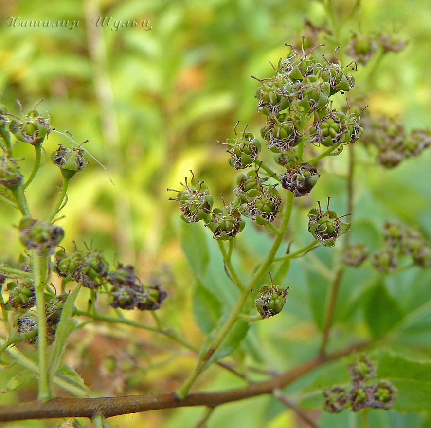 Image of Spiraea salicifolia specimen.