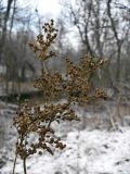 Filipendula ulmaria. Вызревшие плоды. Чувашия, окрестности г. Шумерля, Кумашкинский заказник, Соколова поляна. 24 ноября 2008 г.