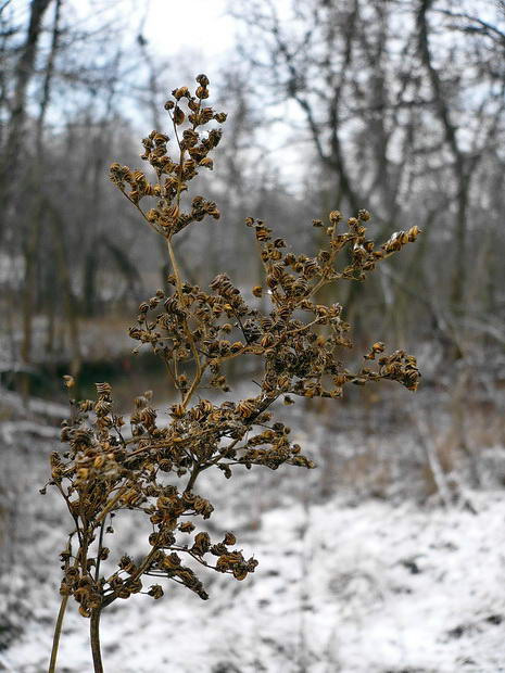 Image of Filipendula ulmaria specimen.