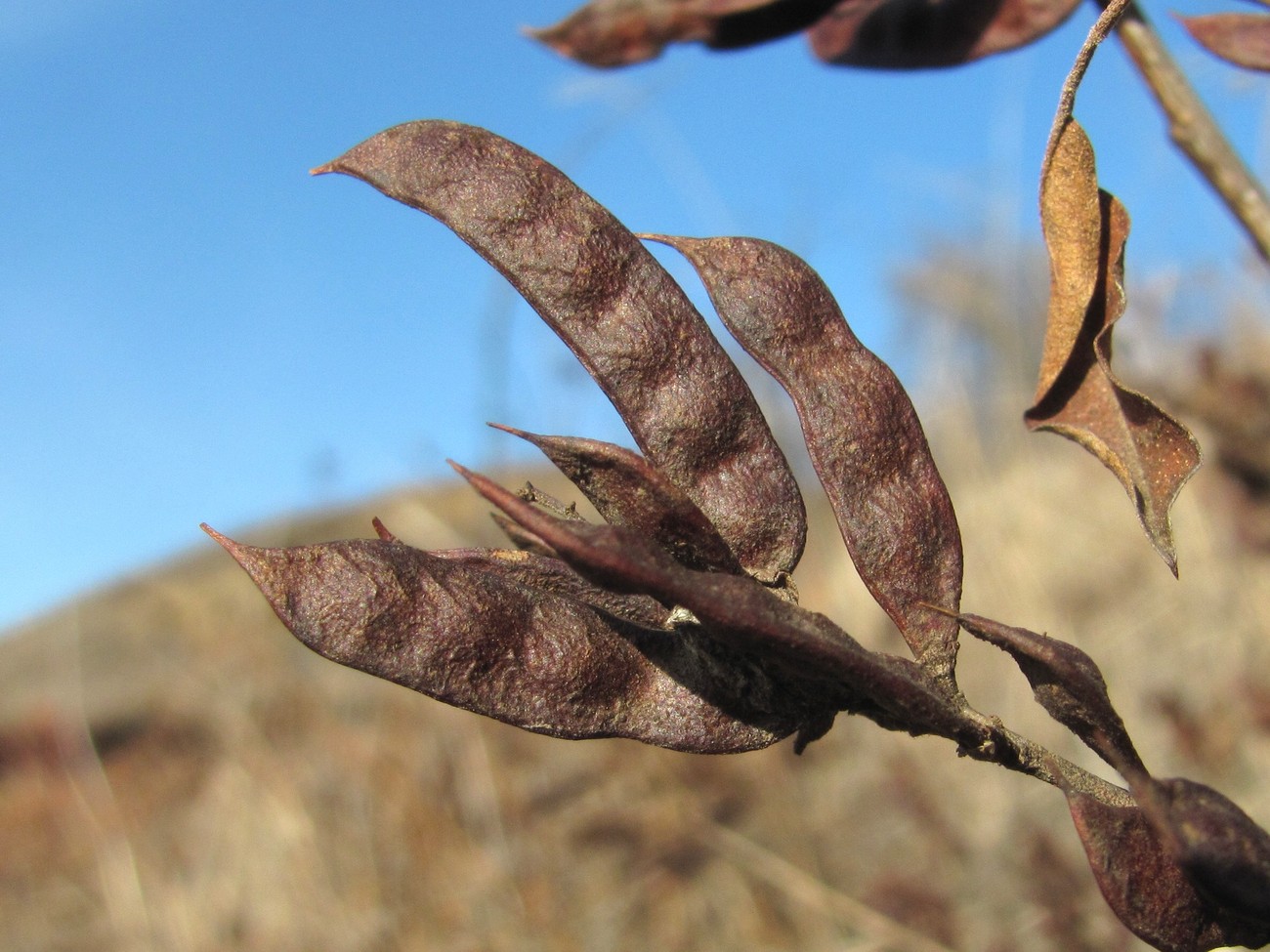 Изображение особи Glycyrrhiza glabra.