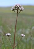 Valeriana tuberosa. Верхушка цветущего растения. Крым, Керченский п-ов, Приазовье, Караларская степь, засолённая степь. 6 мая 2021 г.