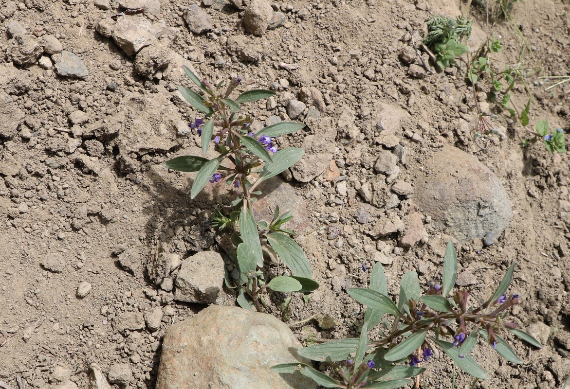 Image of Lallemantia iberica specimen.