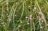 Dianthus andrzejowskianus