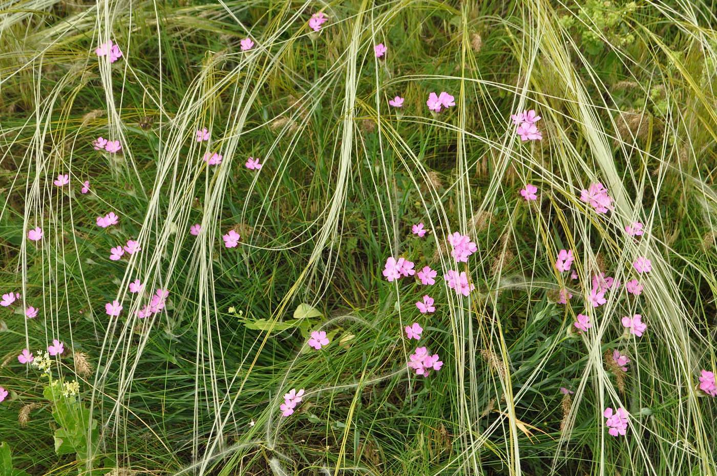 Image of Dianthus andrzejowskianus specimen.