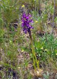 Anacamptis morio ssp. caucasica