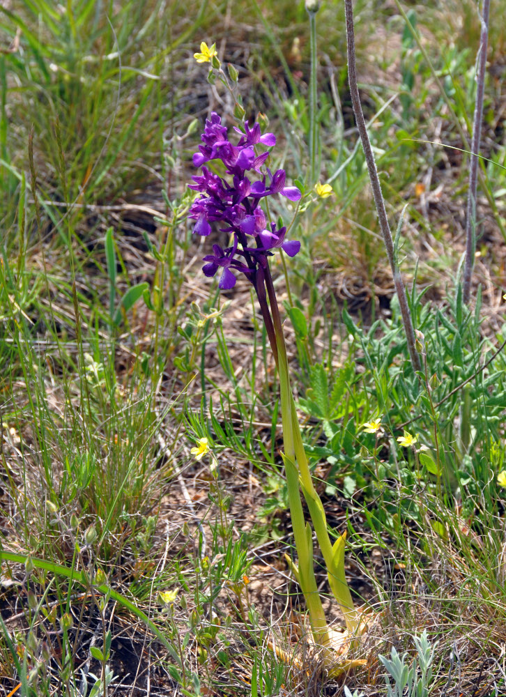 Изображение особи Anacamptis morio ssp. caucasica.