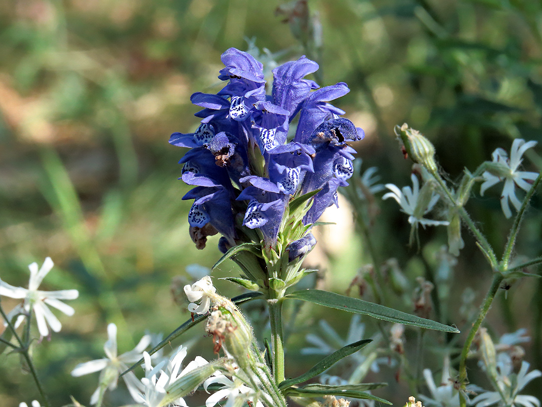 Изображение особи Dracocephalum ruyschiana.