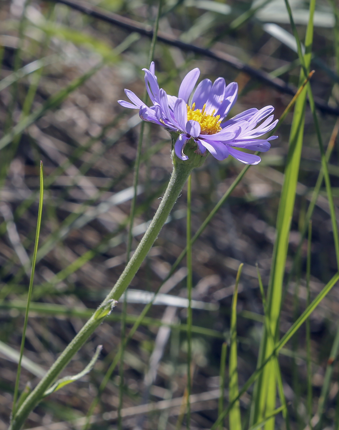 Изображение особи Aster alpinus.