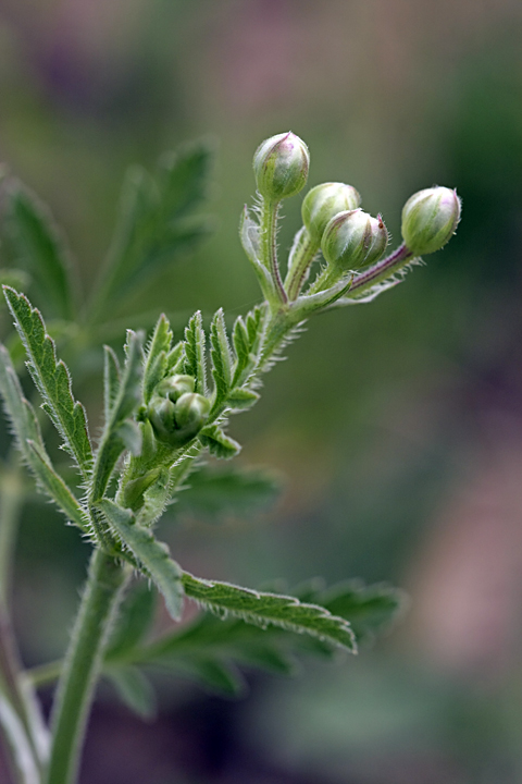 Image of Turgenia latifolia specimen.