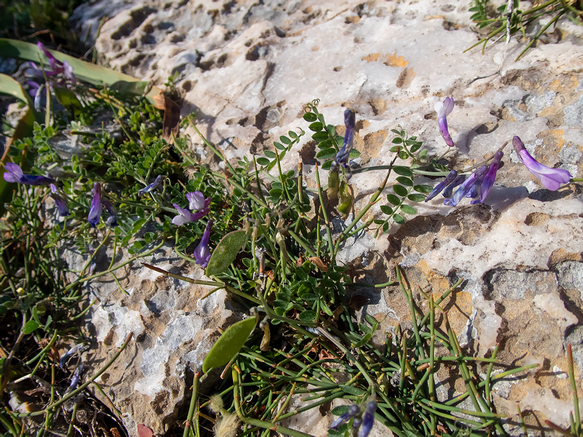 Image of Vicia cretica ssp. aegaea specimen.