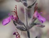 Teucrium canum. Цветки. Дагестан, окр. с. Талги, сухой известняковый склон. 13 июня 2021 г.