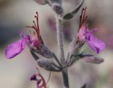 Teucrium canum. Цветки. Дагестан, окр. с. Талги, сухой известняковый склон. 13 июня 2021 г.