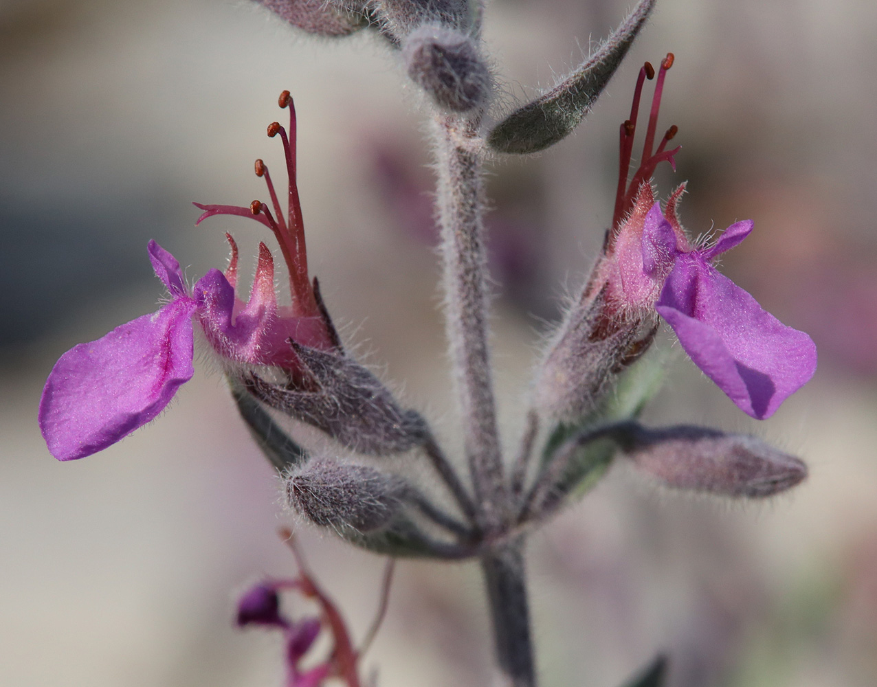 Image of Teucrium canum specimen.