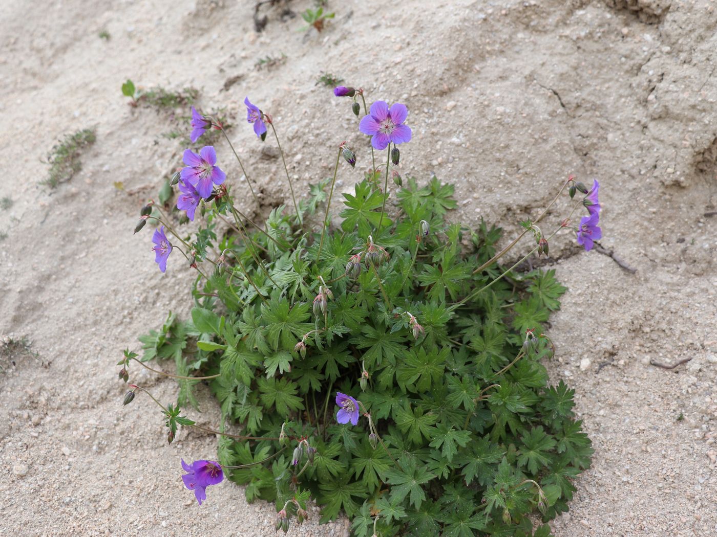 Image of Geranium collinum specimen.