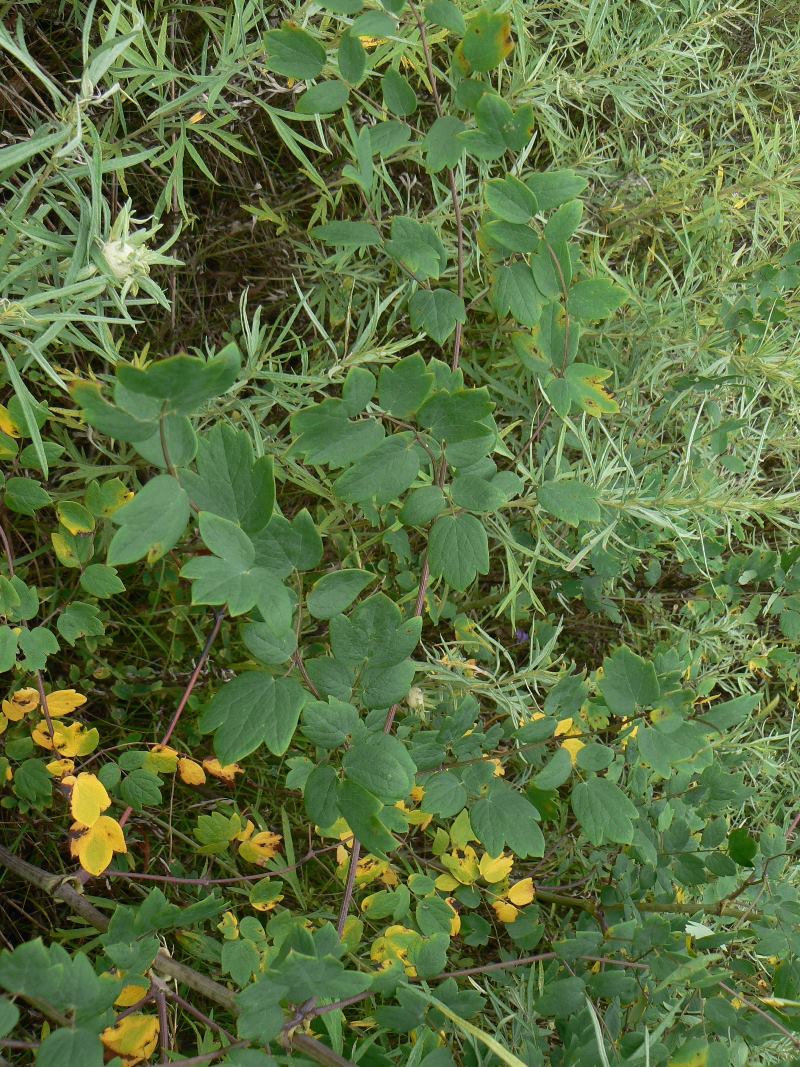 Image of Thalictrum simplex specimen.