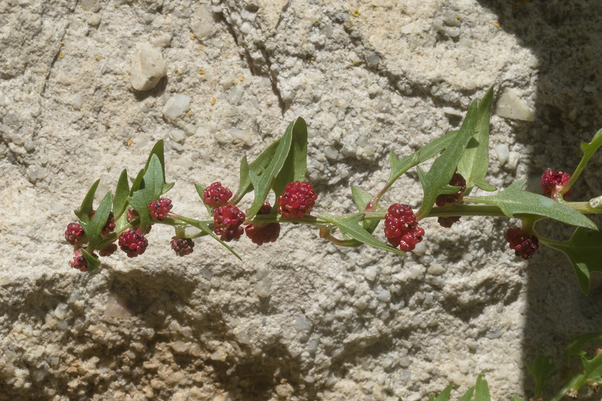 Image of Blitum virgatum specimen.