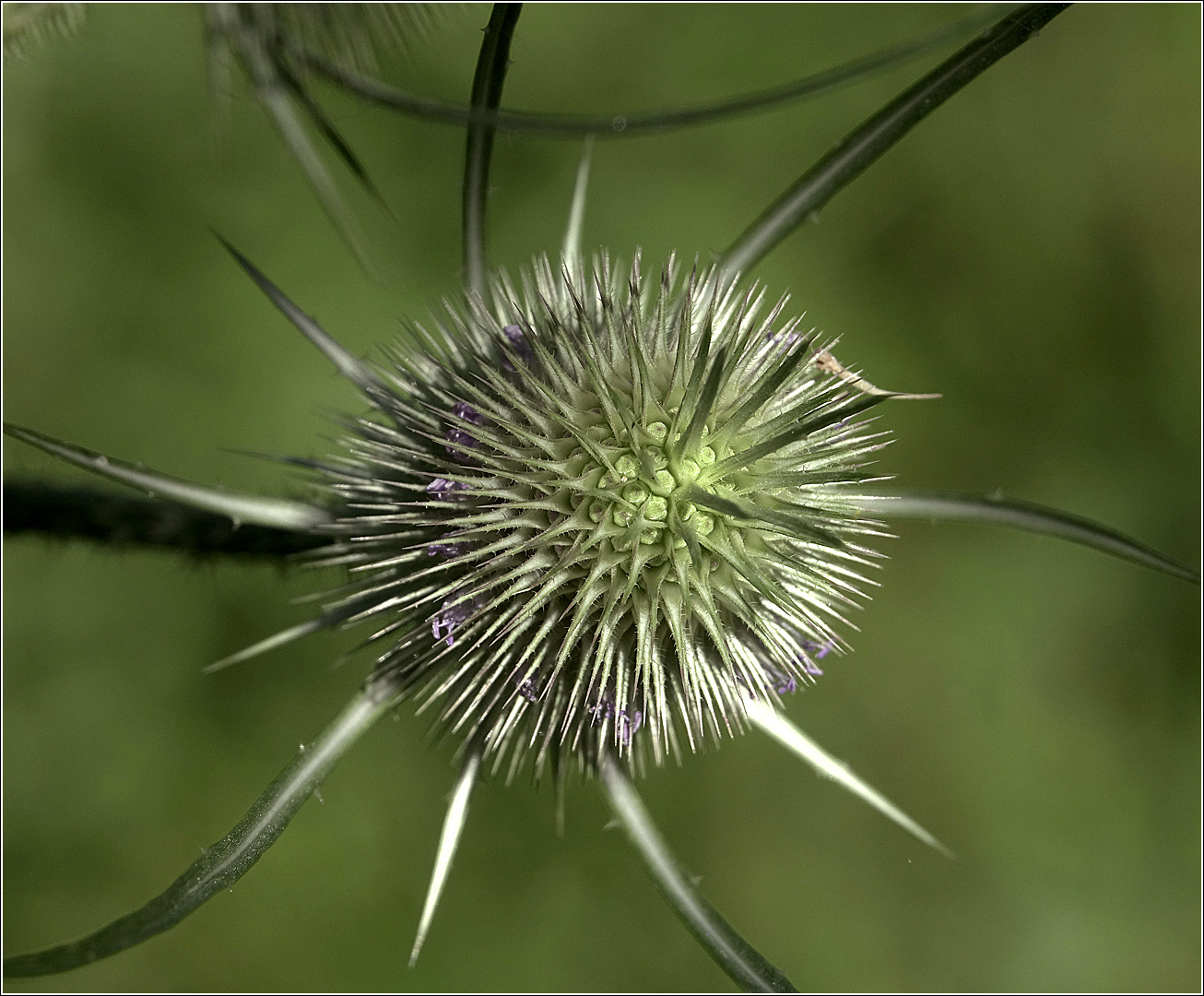 Изображение особи Dipsacus fullonum.