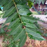 Ailanthus altissima. Часть листа. Крым, Южный Берег, г. Алушта, в культуре. 13.07.2021.