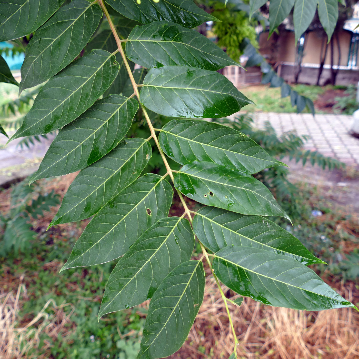 Изображение особи Ailanthus altissima.