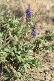 Salvia tesquicola. Цветущее растение. Крым, окр. Феодосии, Баракольская долина, берег солёного озера. 6 августа 2021 г.