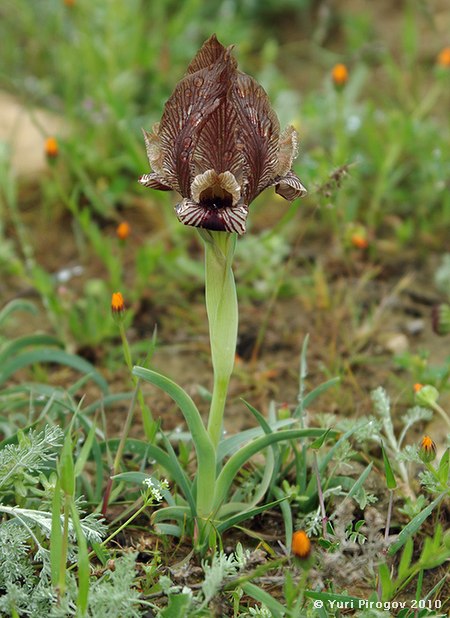 Изображение особи Iris acutiloba.