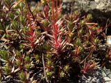 Saxifraga omolojensis