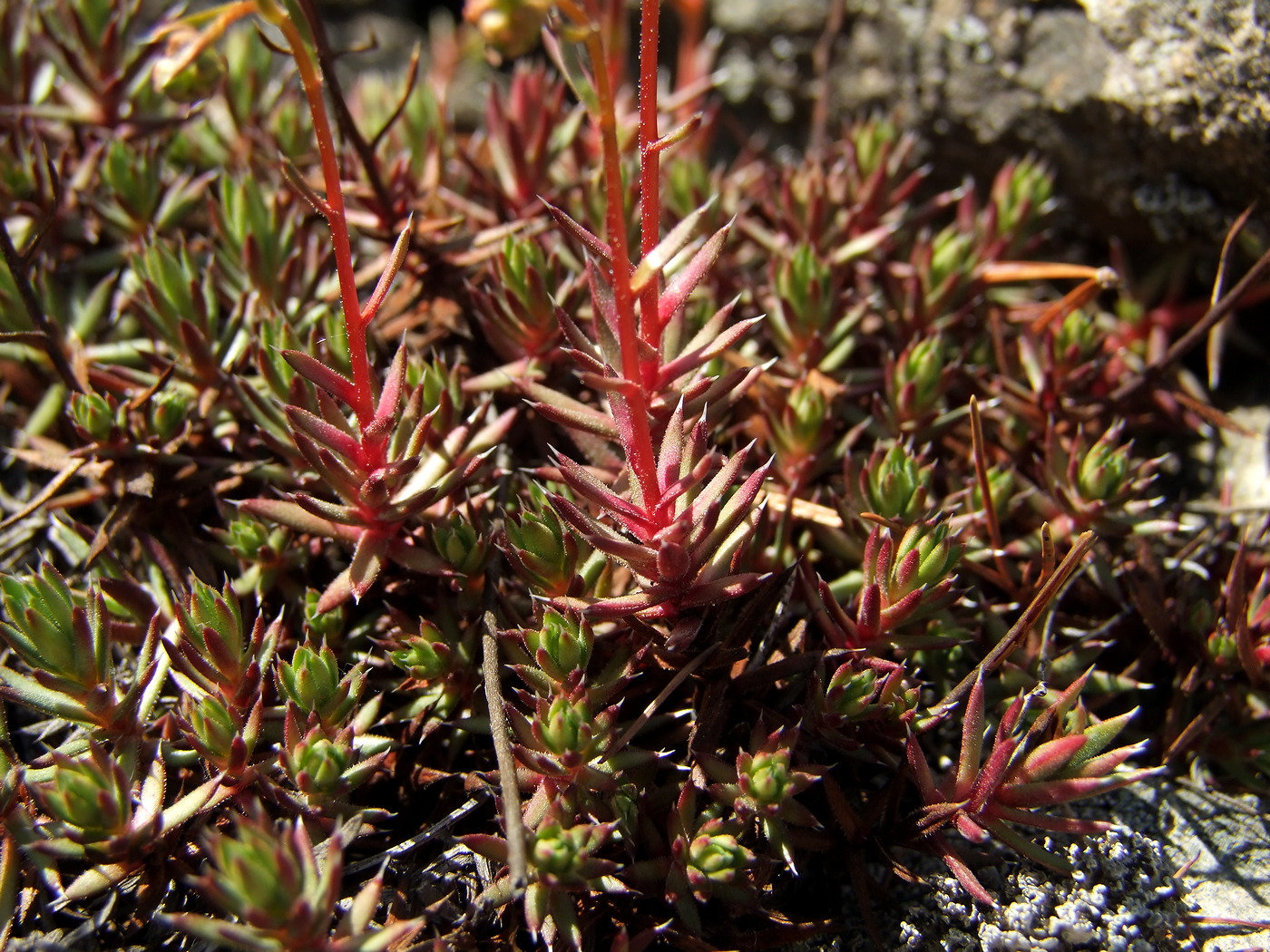 Изображение особи Saxifraga omolojensis.