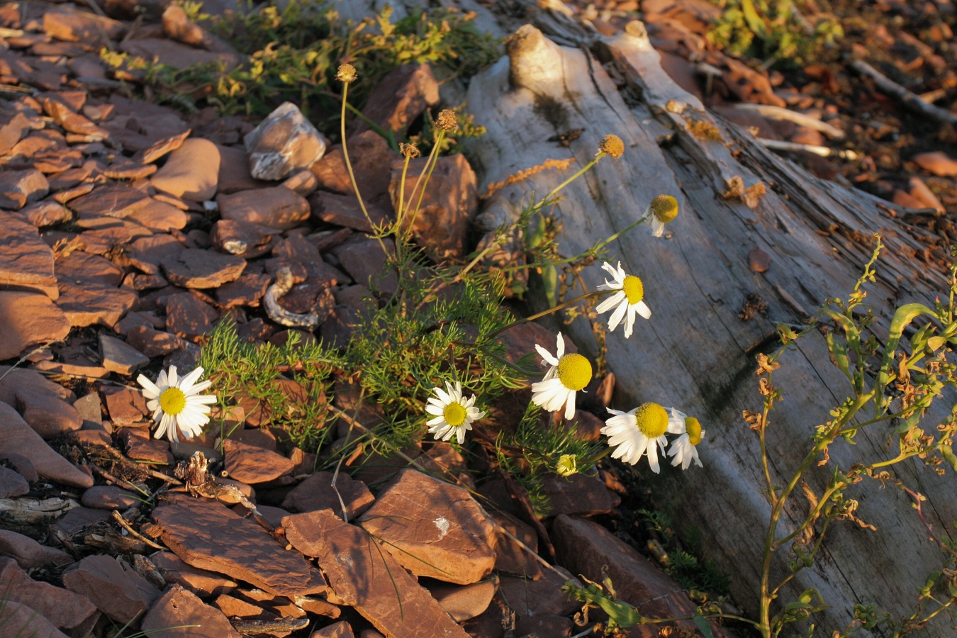 Image of Tripleurospermum subpolare specimen.